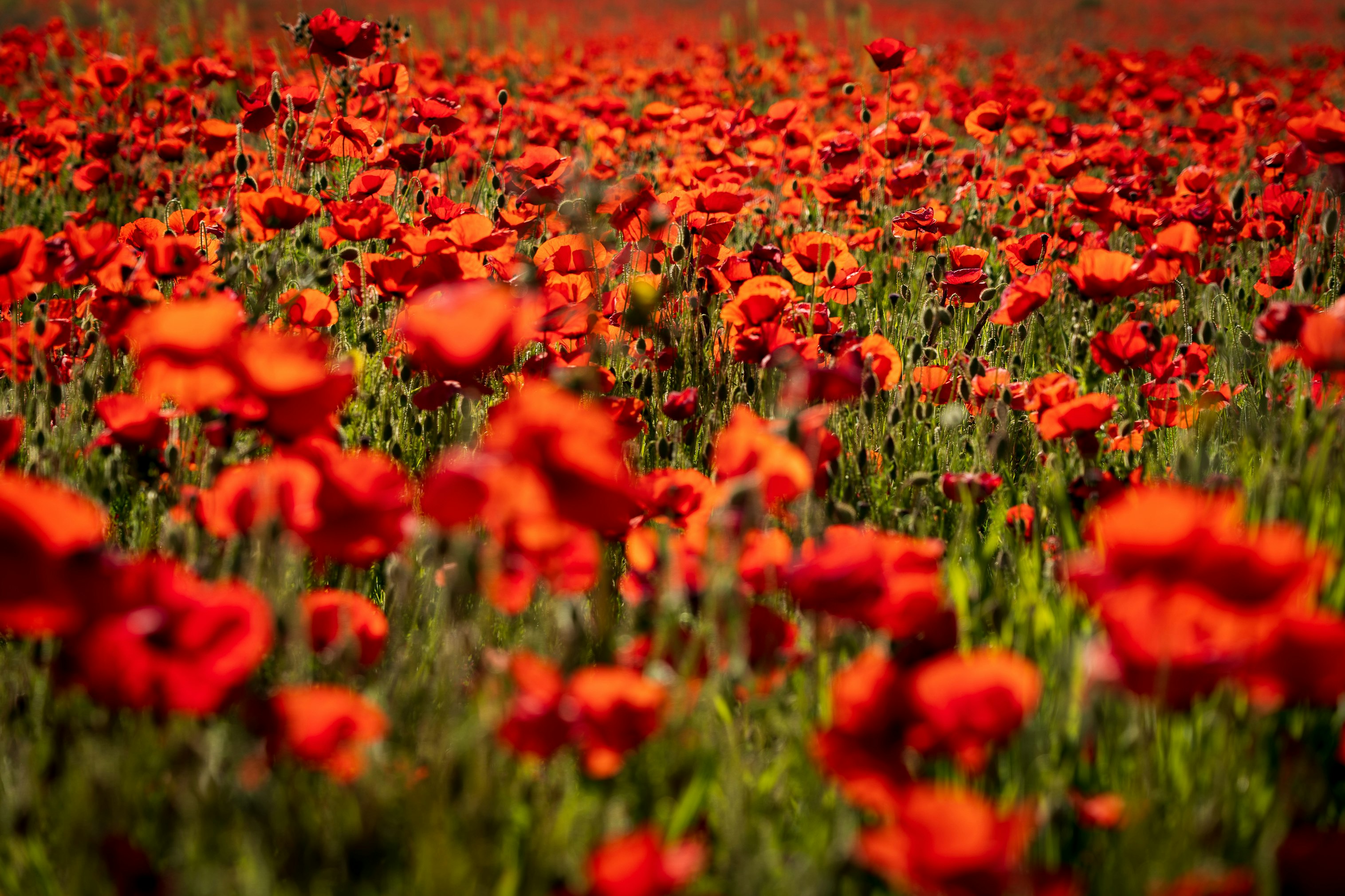 red flower field during daytime